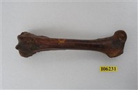 藏品(鹿肢骨)的圖片